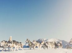 Husky_Toni_Brandnertal_Bürserberg_c_Markus_Gmeiner_-_Vorarlberg_Tourismus_GmbH_9kl