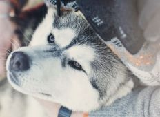 tn_Husky_Toni_Brandnertal_Bürserberg_c_Markus_Gmeiner_-_Vorarlberg_Tourismus_GmbH_1
