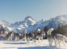 tn_Husky_Toni_Brandnertal_Bürserberg_c_Markus_Gmeiner_-_Vorarlberg_Tourismus_GmbH_10