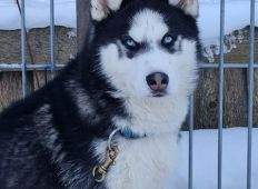 Jack
