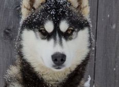 Kenai