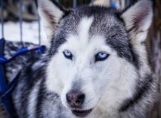 Kira