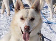 Koda