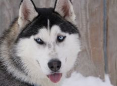 Nanook