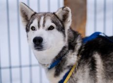 Sitka