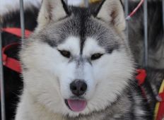 Yukon