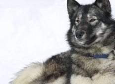 ronja